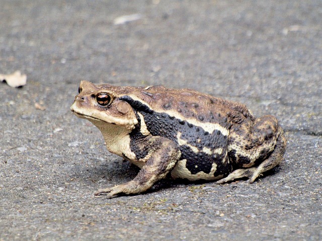 Altıntel Kadayıf Nasıl Yapılır?