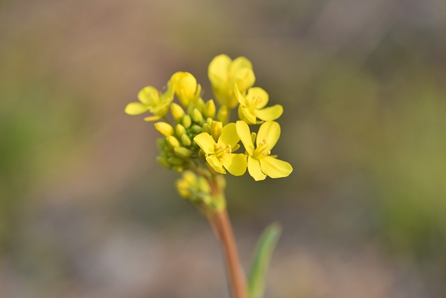 Amerikalılar Ölülerini Yakar Mı?