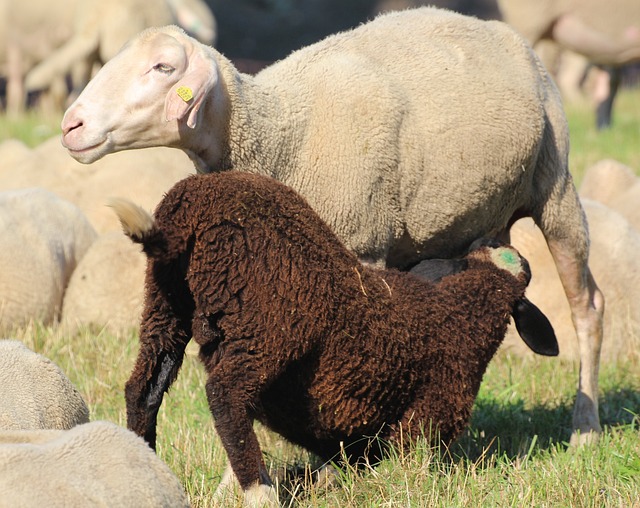 Anne Sütü Bağışıklığı Güçlendirir Mi?