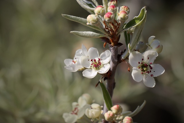 Armut Koltuk Malzemeleri Nelerdir?