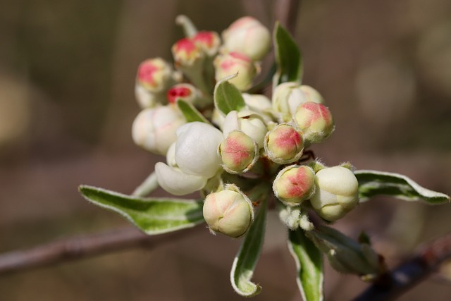 Armut Sirkesinin Faydaları Nelerdir?