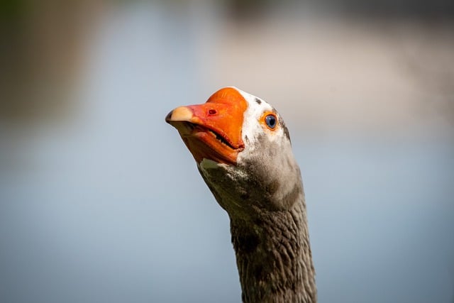 Asyalılar Çekik Gözlü Mü?