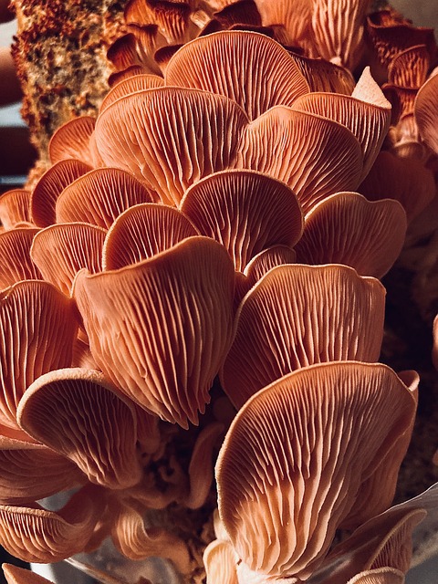 Batikon Mantarı Öldürür Mü? 7 Batikon Mantarı Öldürür Mü?