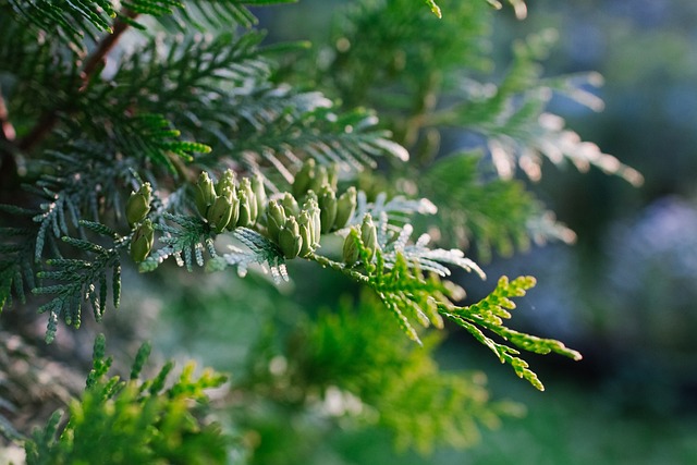 Böbrek Taşı Düşürürken Mide Bulantısı Olur Mu?