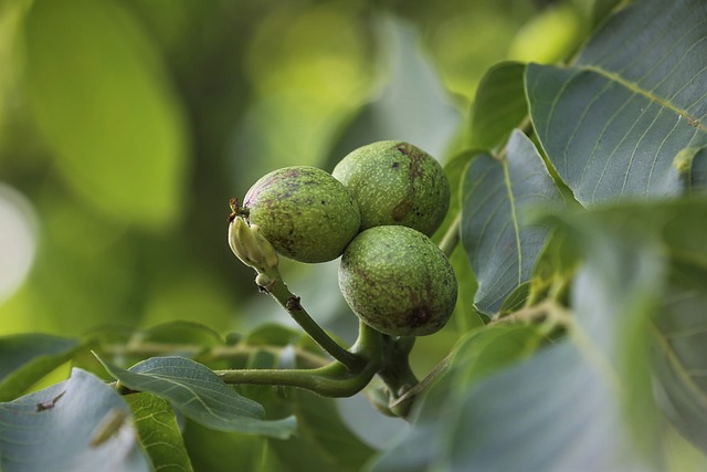 Ceviz Neden Acı Olur?