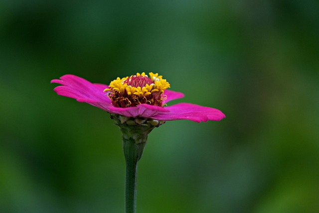 Çilekli Pestil Tarifi Nedir?
