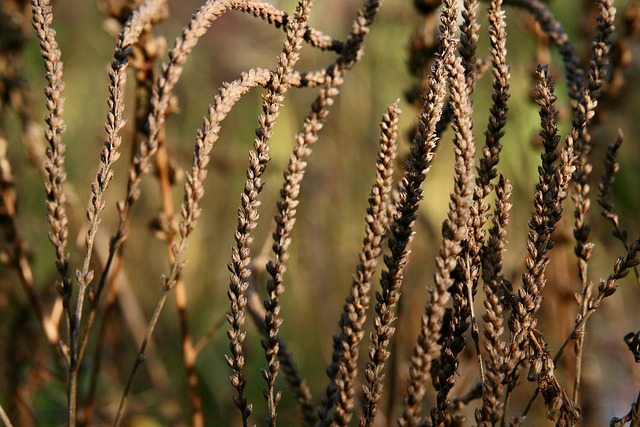 Crohn Hastalığı Genetik Midir?