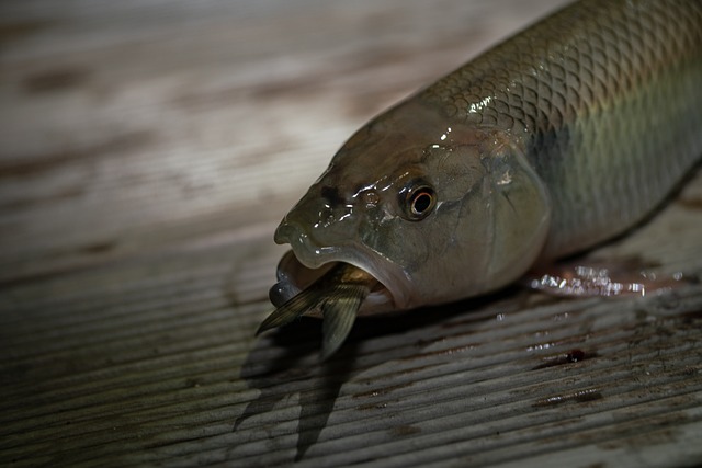 Gömlek Zayıf Gösterir Mi?