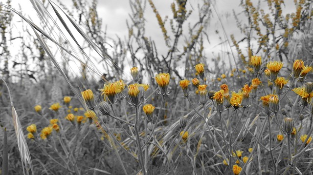 Hangi Kuruyemişler Alerji Yapar?