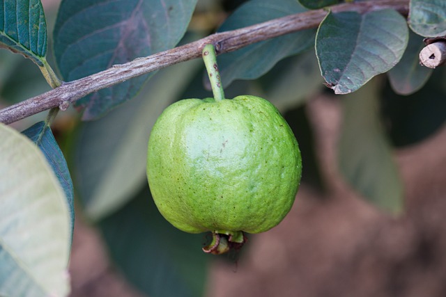 Kadayıf Dolması Besin Değeri Nedir?