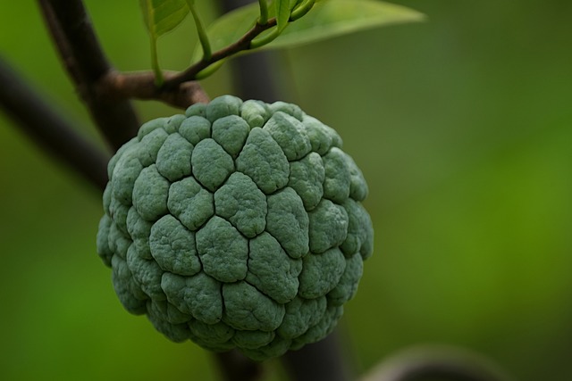 Kadayıflı Muhallebi Damla Sakızlı Nasıl Yapılır?