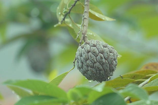 Kadayıflı Muhallebi Fincanda Nasıl Yapılır?