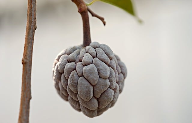 Kadayıflı Muhallebi Malzemeleri Nelerdir?