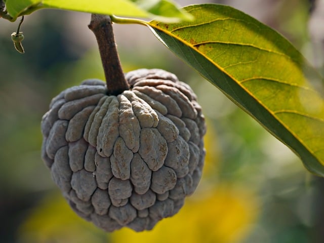 Kadayıflı Muhallebi Malzemeleri Nelerdir?