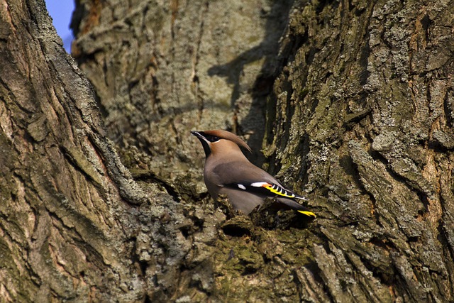 Madecassol Ağda Sonrası Kullanımı Nasıldır?