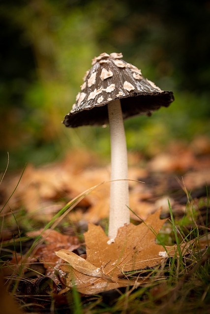 Madecassol Siyah Noktalara İyi Gelir Mi?