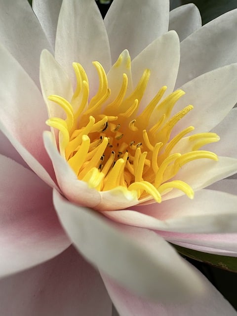 Nilüfer Çiçeği Anlamı Nedir?