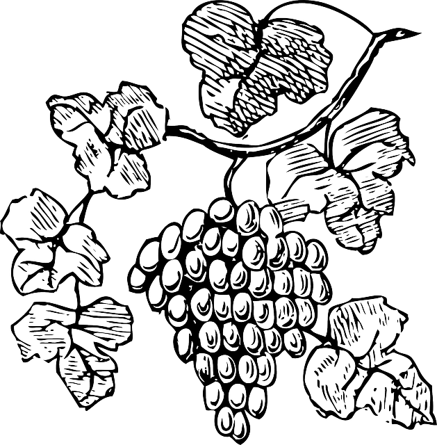 Rüyada Üzüm Bağını Görmek Ne Anlama Gelir?