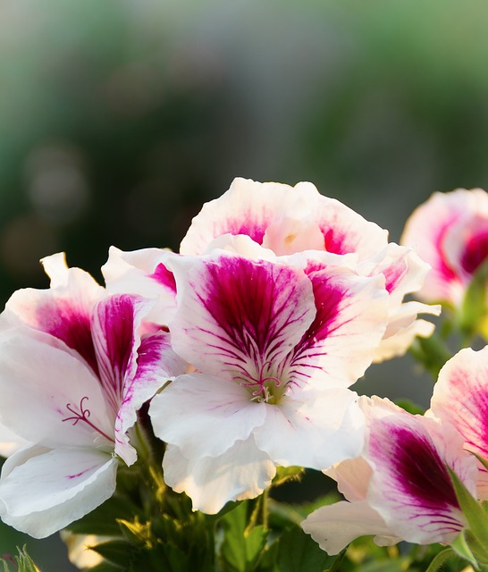 Sardunya Neden Kurur?