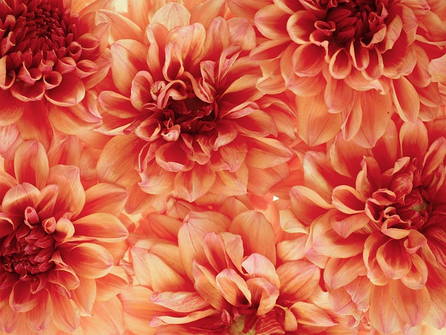 Yıldız Çiçeği Neden Kurur?