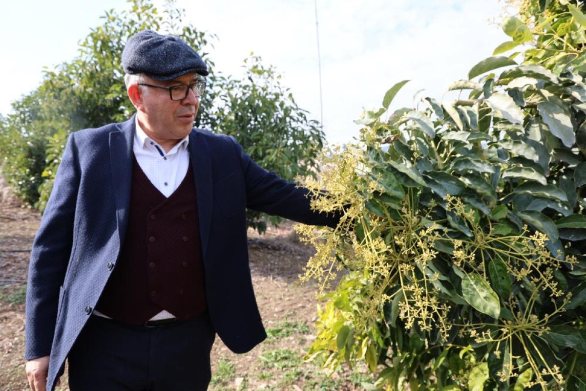 adanada hukuk profesoru baba ile doktor oglu ata topraklarinda 30 ton avokado uretiyor 0 wywISYgm