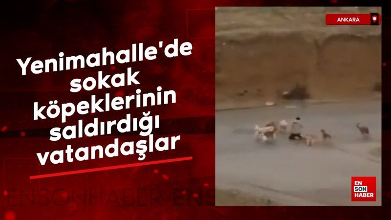 ankara yenimahallede sokak kopeklerinin saldirdigi vatandaslar eWU6Kb7R