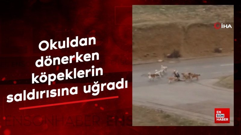 ankarada okuldan donerken basibos kopeklerin saldirisina ugradi