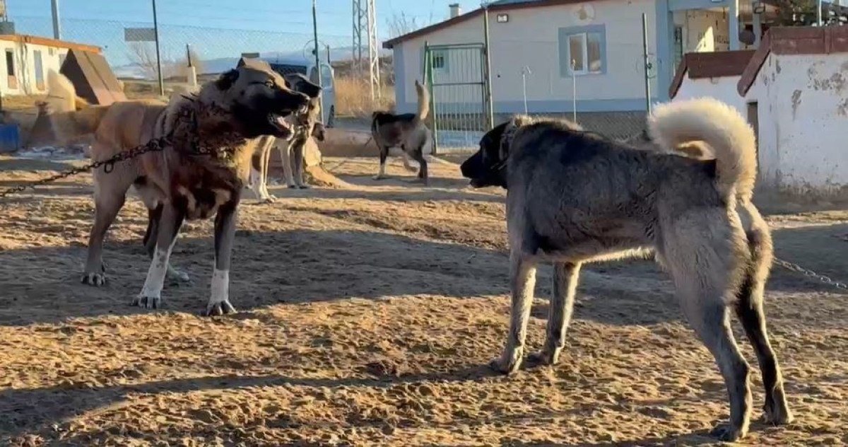 arap ulkelerinden kangal kopegine buyuk ilgi 1 Dai2bl6C