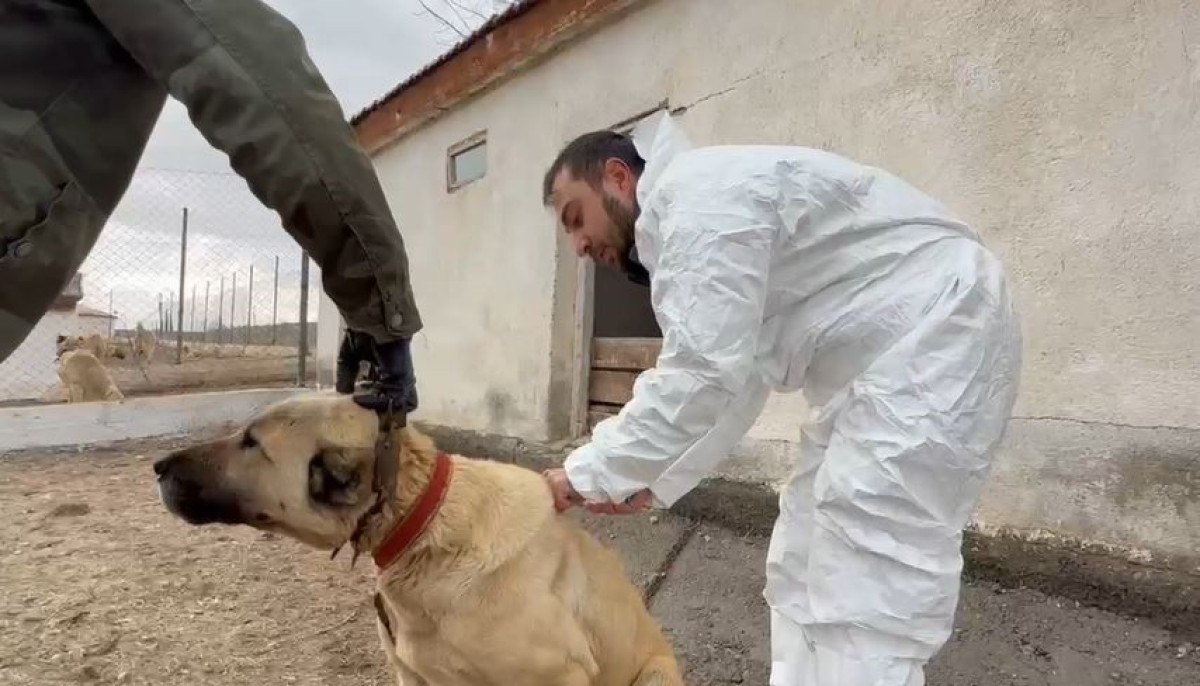 arap ulkelerinden kangal kopegine buyuk ilgi 2 6IQXvQJ1