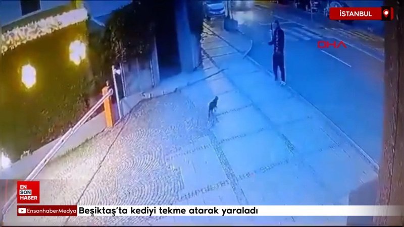 besiktasta kediyi tekme atarak yaraladi IXRV9vPy