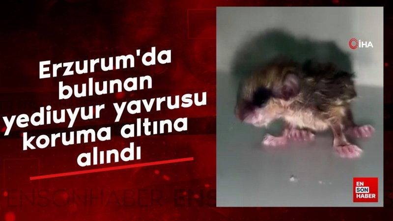 erzurumda bulunan yediuyur yavrusu koruma altina alindi pEROgv6e