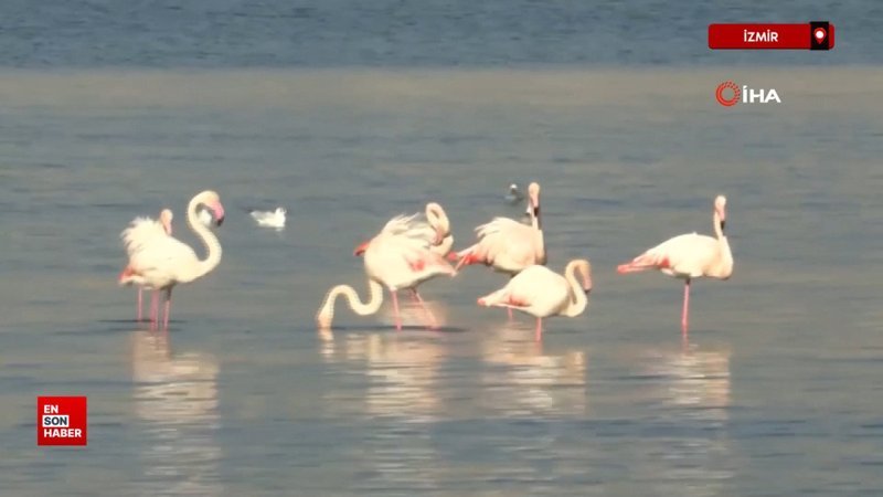 izmir korfezinde temizlik sonrasi doga canlandi flamingolar ve pelikanlar geri dondu z8W2O6th