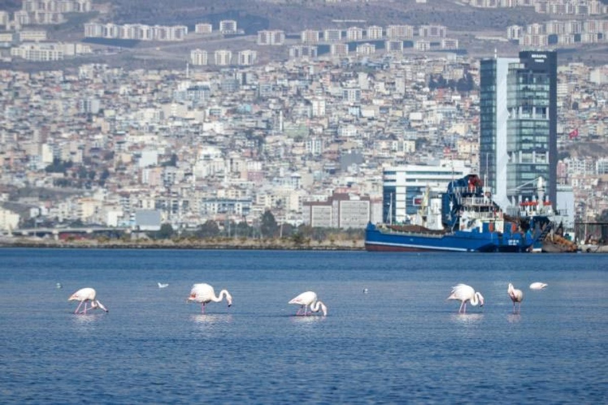 izmir korfezinin temizlenmesiyle flamingolar ve pelikanlar geri dondu 1 zRfrUeTC