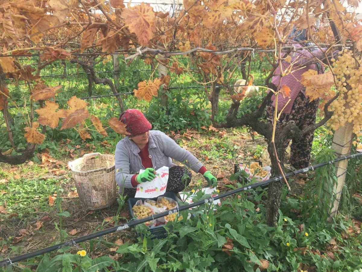 manisa sarigolde kadin isci yevmiyeleri 100 tl zamlandi 1 bEFnlJ4y