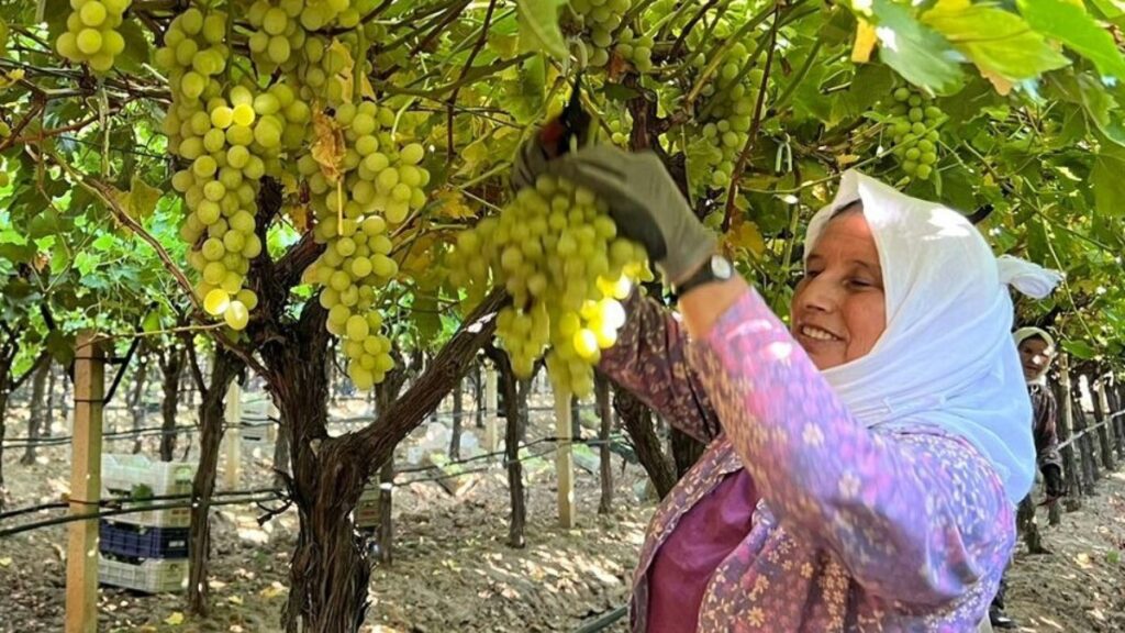 manisa sarigolde kadin isci yevmiyeleri 100 tl zamlandi n2rij7QY