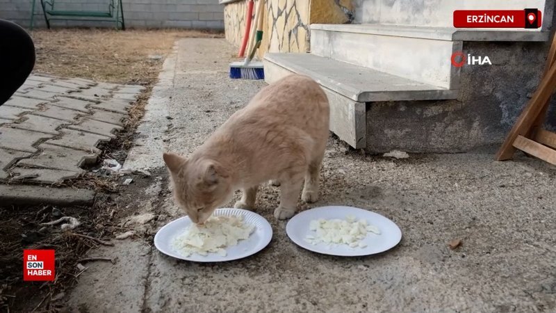 orijinal erzincan tulum peynirine kediden tam not ABmn68Ak