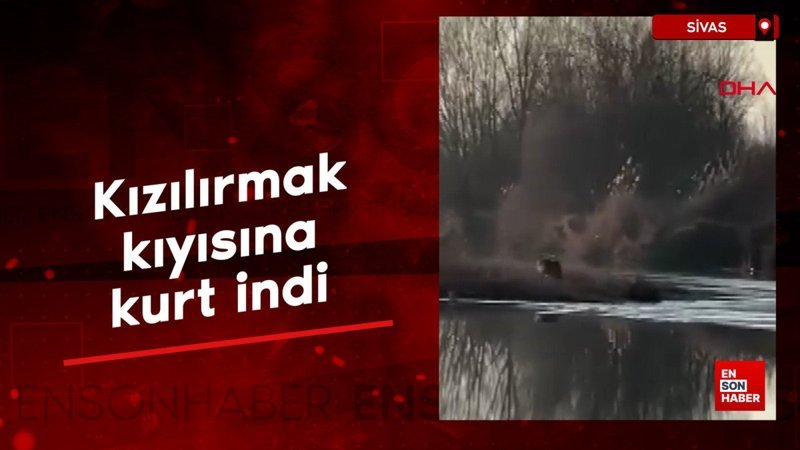 sivasta kizilirmak kiyisina kurt indi eqCl7N87