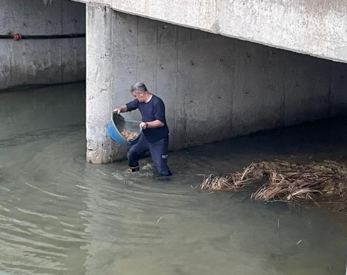 balikesirde kopru altinda mahsur kalan kedi kurtarildi 0 keYjpHNq