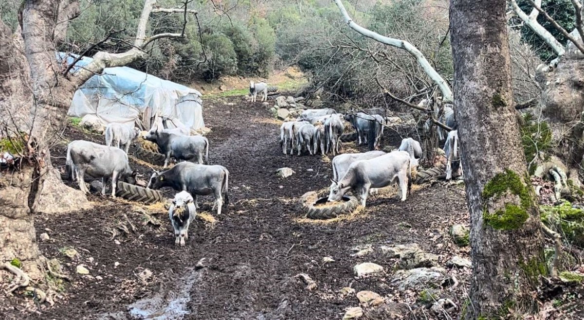 bursada 750 yillik safkan yerli hayvanlar telef oldu 3