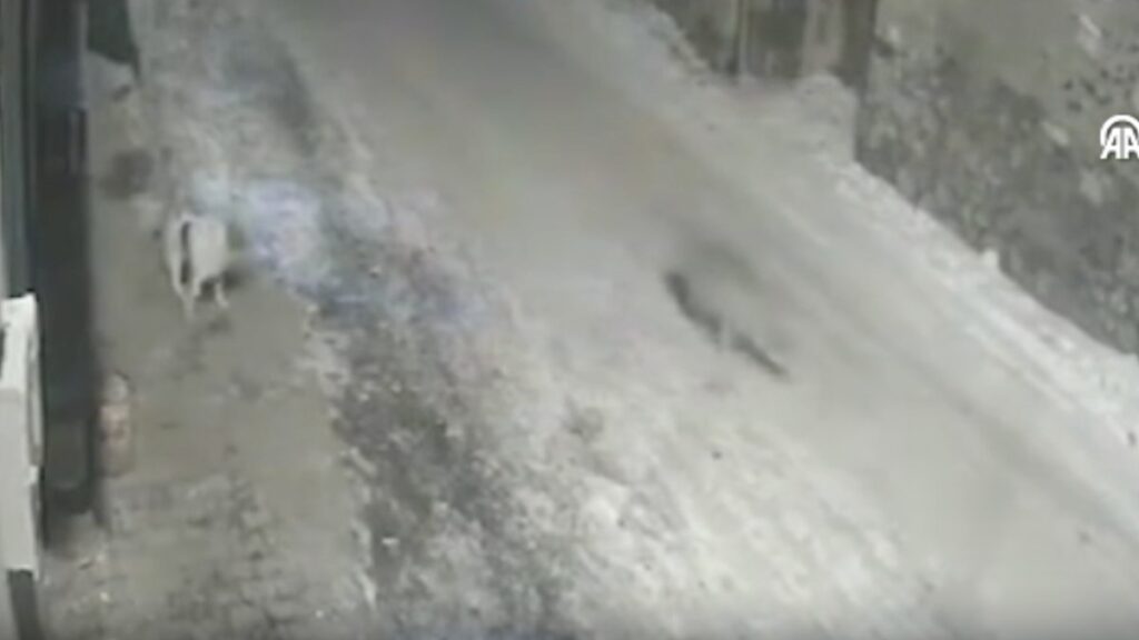 erzurumda yerlesim yerine inen kurtlar sokakta yiyecek aradi rrwVBIxl