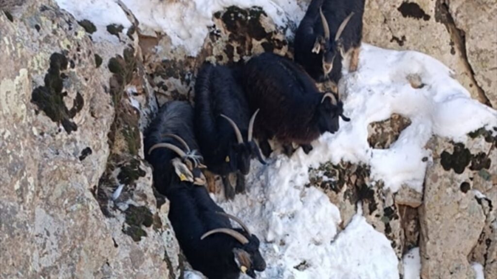 hakkaride dagda mahsur kalan keciler kurtarildi uCMJGY8r