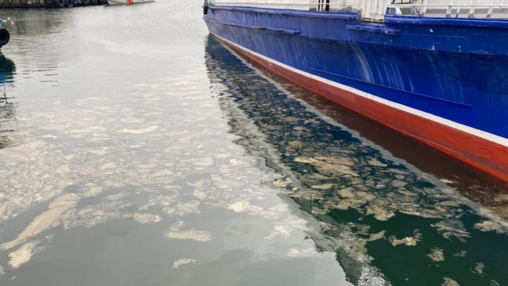 istanbulda musilaj tehdidi kadikoyde de goruldu mKuHtBHl