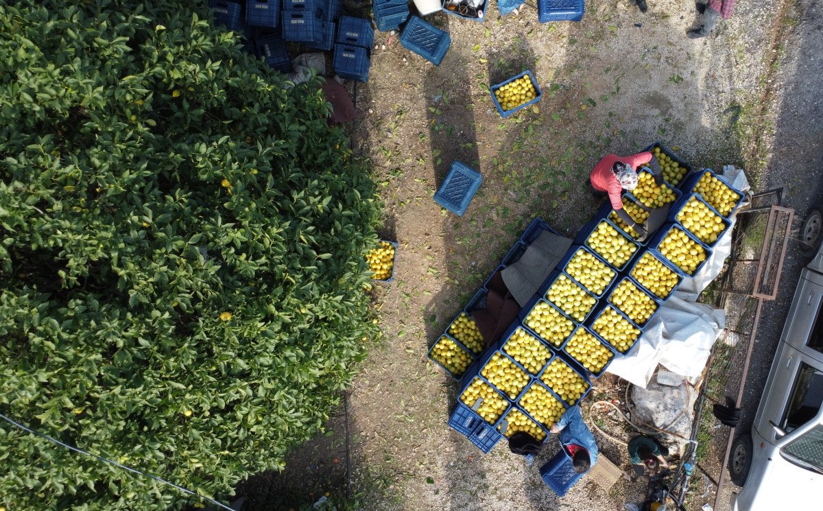 limonda yogun hasat donemi fiyati 6 7 tlye kadar dustu 0 q4NLkESD