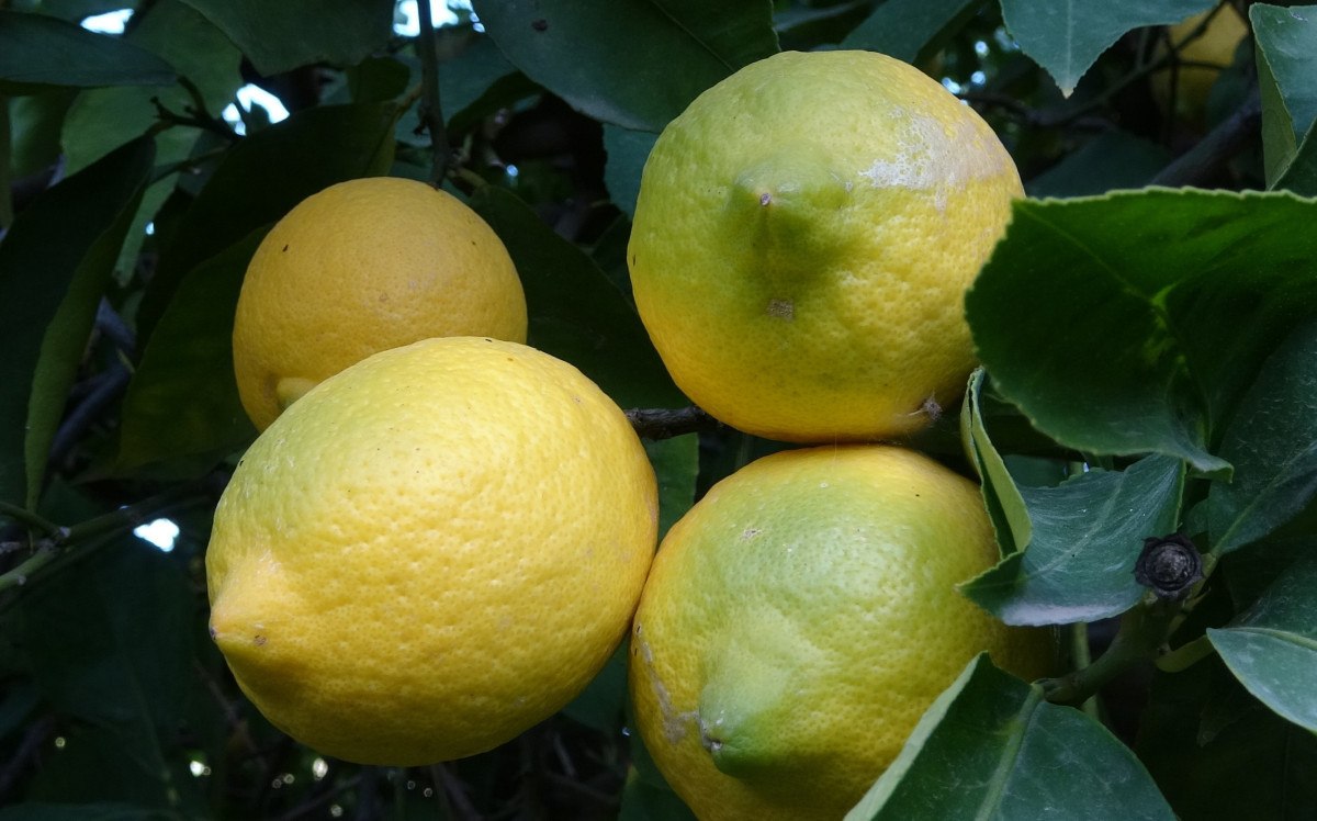 limonda yogun hasat donemi fiyati 6 7 tlye kadar dustu 1 3BVa9vRJ