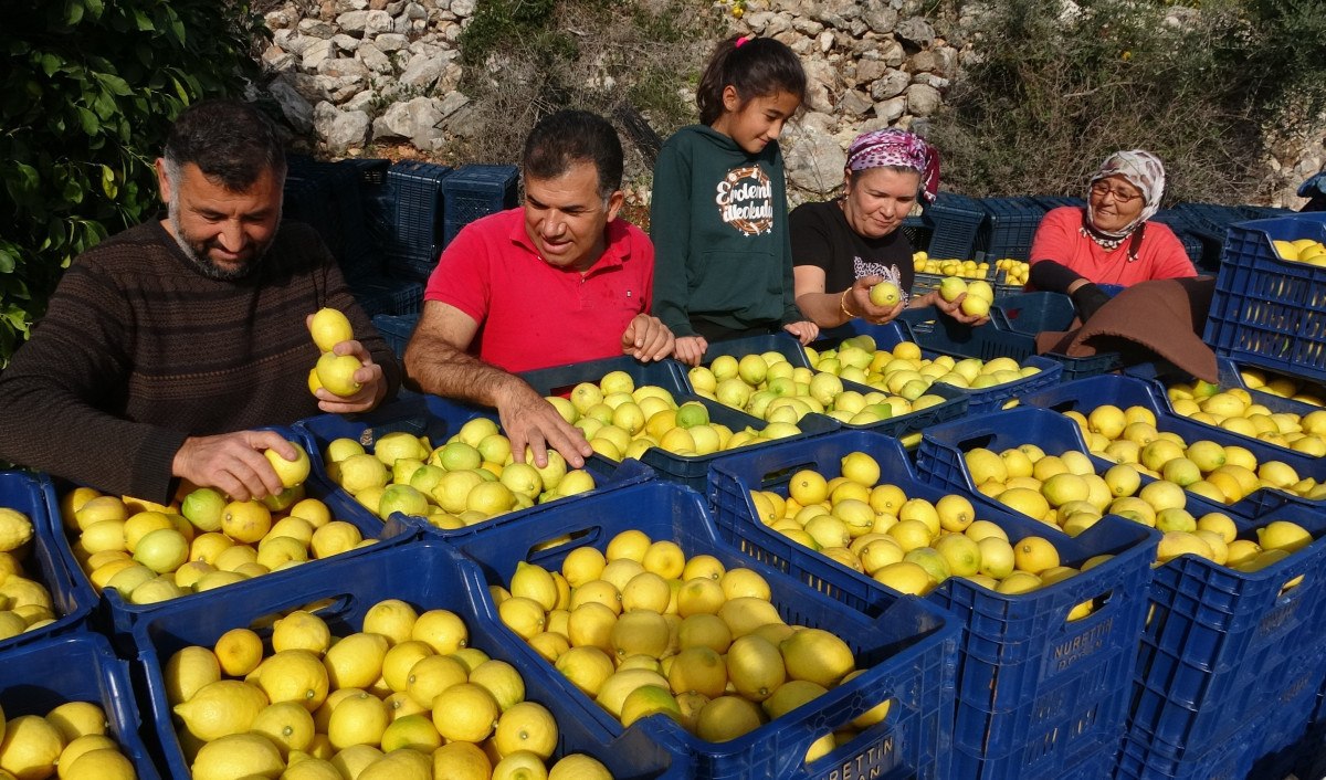 limonda yogun hasat donemi fiyati 6 7 tlye kadar dustu 2 2RByTn4z