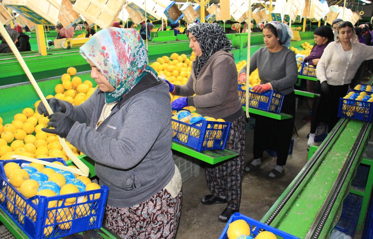 limonda yogun hasat donemi fiyati 6 7 tlye kadar dustu 4 E9iNZriE