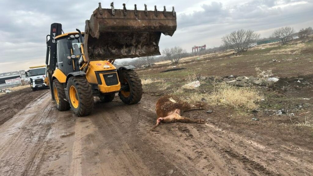 sanlurfada sap hastaligi tehlikesi hayvan pazari 15 gun sureyle kapatildi Cxn3xWUk