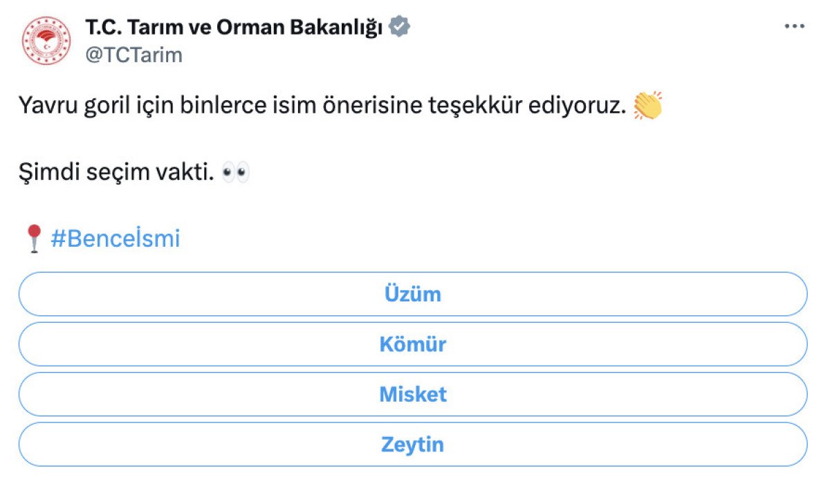 sevimli goril yavrusu icin 4 isim oylaniyor 0 vE9AghW7