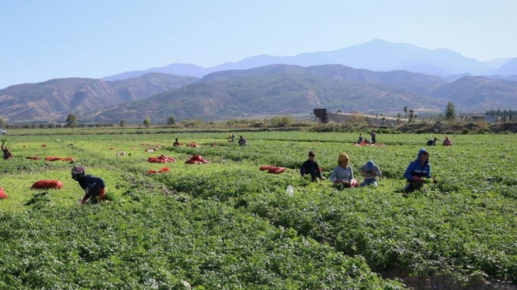 81 ildeki mevsimlik tarim iscileri icin 25 milyon lira kaynak 7aKgZLRU