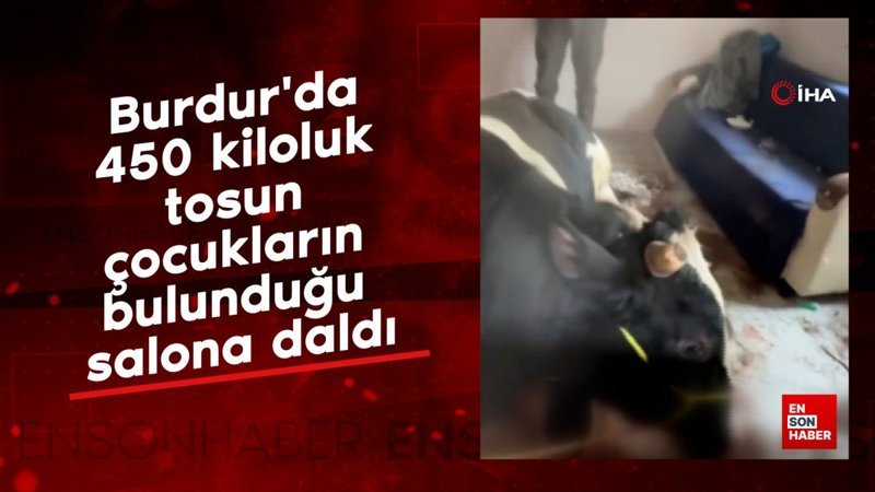 burdurda 450 kiloluk tosun cocuklarin bulundugu salona daldi W1bybw6g